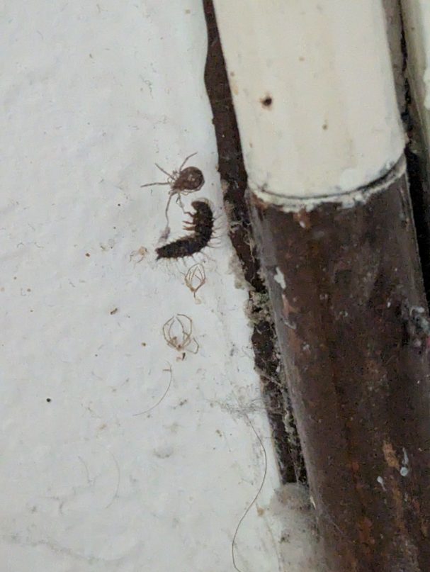 Detailaufnahme einer Larve im Netz einer Spinne an der Wand