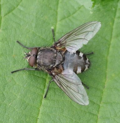 Clusterfliegen (Pollenia spp.) in Nahaufnahme.
