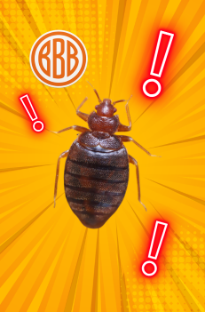 Bettwanzen erkennen & bekämpfen Bettwanzen Befall erkennen in Wohnung oder Hotel in Fürth und Franken