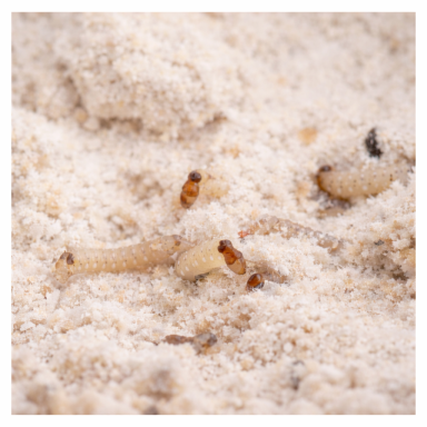 Larven der Lebensmittelmotte im Mehl Lebensmittelmottenlarven und Gespinste im Mehl – typischer Vorratsschädlingsbefall