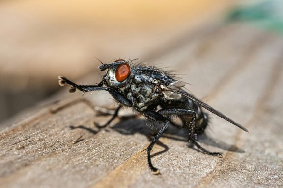 Stubenfliege (Musca domestica) in Makroaufnahme mit deutlich sichtbaren Facettenaugen und Flügelstruktur.