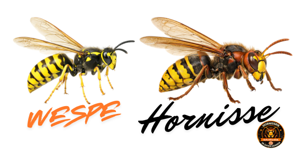 Hornisse und Wespe im direkten Vergleich – Unterschiede in Größe und Farbe