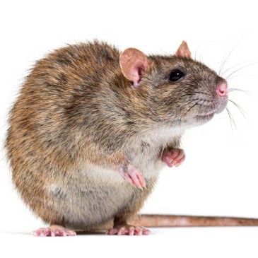 Wanderratte – typischer Schadnager in Wohn- und Gewerbegebäuden Wanderratte (Rattus norvegicus) – häufigster Verursacher von Rattenbefall in Gebäuden