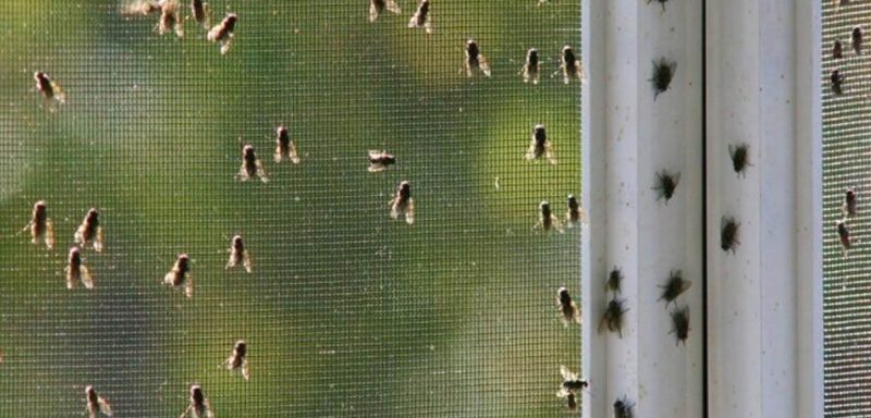 Clusterfliegen (Pollenia spp.) in typischer Ansammlung an Fensterrahmen im Herbst.
