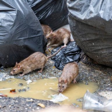 Rattenbefall durch offene Abfälle im Außenbereich Rattenbefall im Abfallbereich – Wanderratten zwischen Müllsäcken und stehendem Wasser