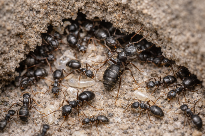 Nest der Schwarzen Wegameise unter Terrassenplatten