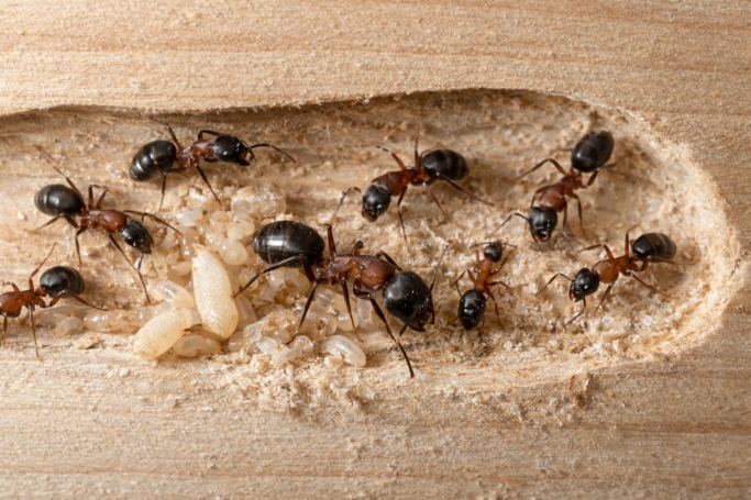 Holzameisenkolonie in Holzstruktur