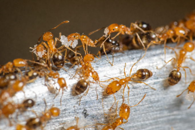 Pharaoameisen in medizinischer Einrichtung