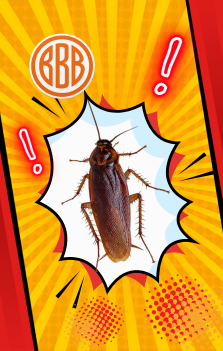 Schabenbefall erkennen Schaben in Küche oder Betrieb erkennen – Hygieneschädlinge in Franken