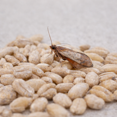 Lebensmittelmotte auf Getreidekörnern Lebensmittelmotte (Dörrobstmotte) auf Weizenkörnern – typischer Vorratsschädling