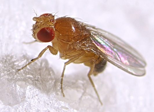 Fruchtfliege (Drosophila spp.) mit charakteristischen roten Augen in Makroaufnahme.