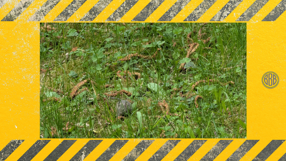 Maus im Garten in Nürnberg entdeckt – Anzeichen für Mäuseaktivität im Außenbereich nahe Wohngebieten