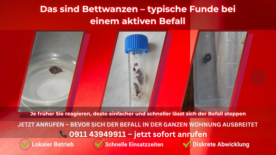 Bettwanzen erkennen – eindeutiger Befallsnachweis Bettwanzen Nahaufnahme – lebende Tiere als eindeutiger Nachweis eines Befalls