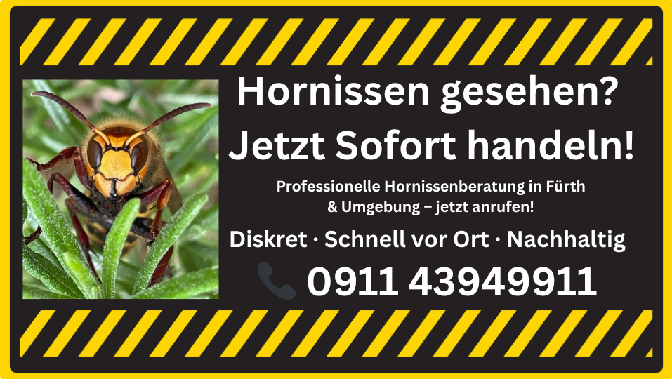 Hornissen entdeckt? Schnelle Hilfe und Beratung bei Hornissennestern in Fürth und Umgebung