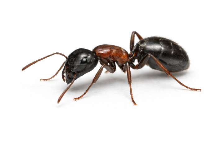 Holzameise (Camponotus spp.) in Nahaufnahme – große schwarze Ameise