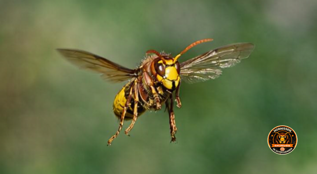 Hornisse im Flug (Vespa crabro) Europäische Hornisse (Vespa crabro) im Flug auf der Suche nach Nahrung