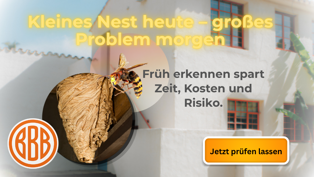 Wespennest und Hornissennest umsiedeln in Fürth, Nürnberg und Erlangen Hornissen- oder Wespennest an Gebäude in Fürth und Umgebung – fachgerechte Umsiedlung durch Schädlingsbekämpfer