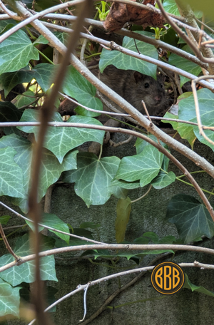 Rattenbefall in dichter Vegetation nahe Müllplatz einer Wohnanlage