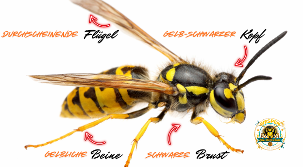 Wespe mit gelb-schwarzem Körper, durchscheinenden Flügeln und gelblichen Beinen