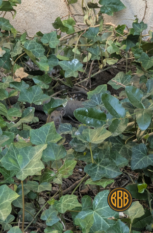 Ratte im Innenhof einer Wohnanlage nahe Müllplatz in Erlangen
