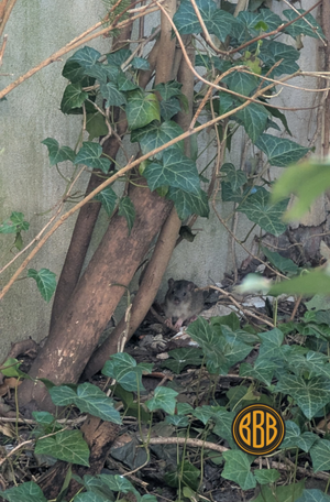 Dichte Vegetation und Efeu bieten Ratten geschützte Rückzugsorte