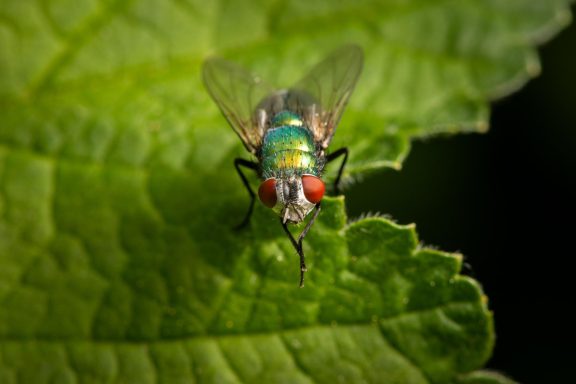 Metallisch grüne Schmeißfliege (Calliphoridae) in Nahaufnahme mit typischer schimmernder Körperfärbung.
