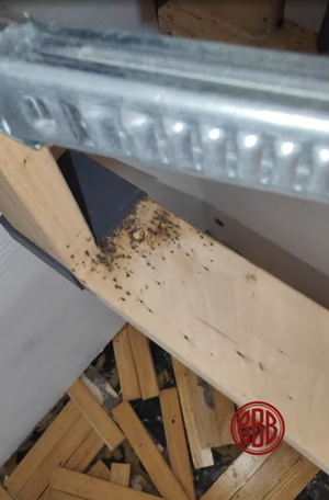 Bettwanzen Kotspuren auf Lattenrost und Holzstruktur
