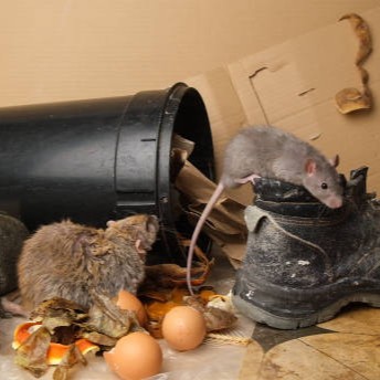 Rattenbefall durch offen zugängliche Lebensmittel Rattenbefall im Innenraum – Ratten an offenen Lebensmitteln und Abfällen