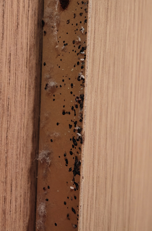 Bettwanzen Kotspuren und Versteck in Möbelritze im Hotelzimmer