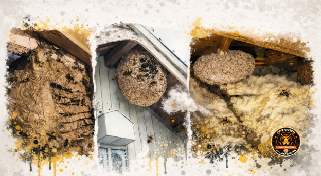 Hornissennest am Haus – typische Nistplätze erkennen Hornissennester am Haus unter Dachüberstand und im Dachbereich.