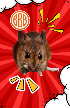 Mäuse im Haus erkennen Mäuse im Haus oder in der Wand erkennen – typischer Mäusebefall in Fürth